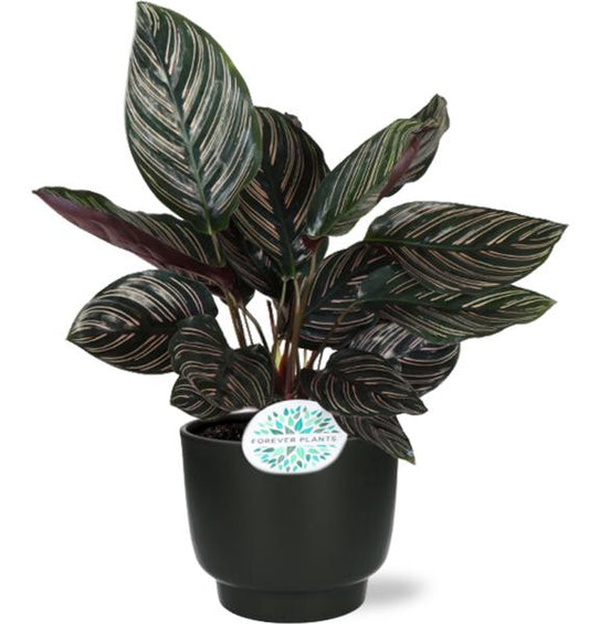 Calathea Ornata - Ø14cm - ↨50cm + Potenza Pot D15x13cm - Schwarz