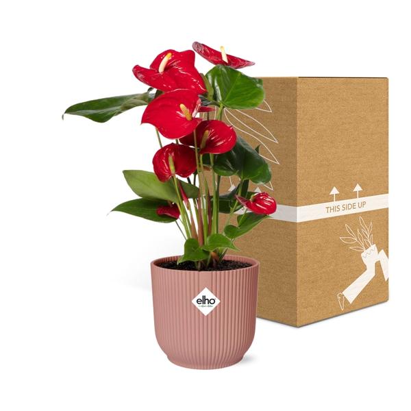 Anthurium Red 12 cm in ELHO Vibes Fold 14 cm Rosa