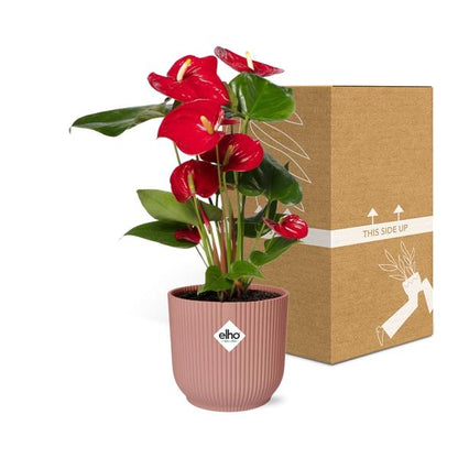 Anthurium Red 12 cm in ELHO Vibes Fold 14 cm Rosa