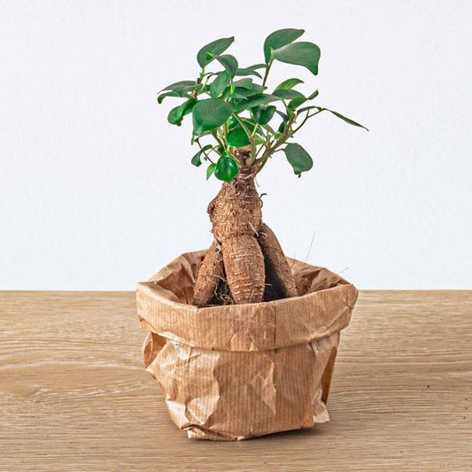 Ficus Ginseng Bonsai (Ficus Microcarpa)