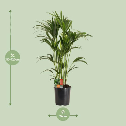 Howea Forsteriana - Ø24cm - ↨120cm