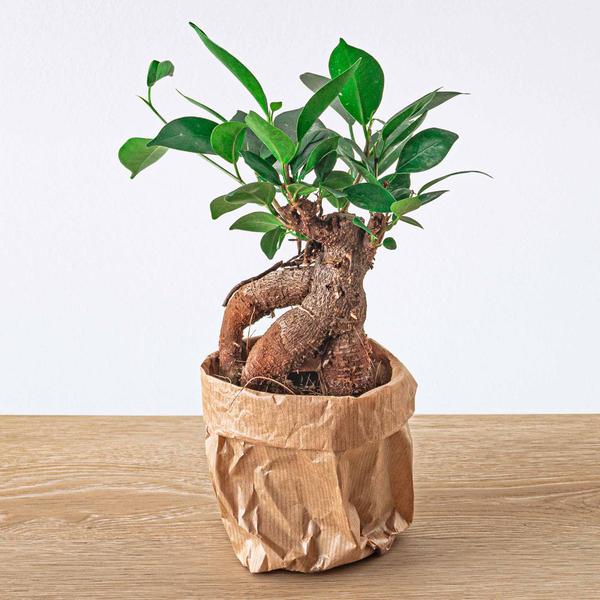 Ficus Microcarpa Ginseng Bonsai