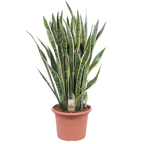 Sansevieria Laurentii - 100 cm - Ø35cm