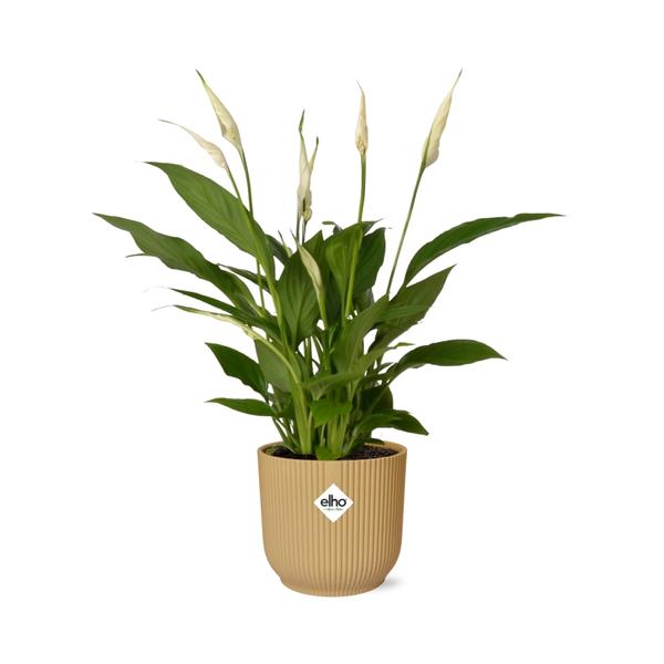 Spathiphyllum 12 cm 'Torelli' in ELHO Vibes Fold 14 cm Gelb