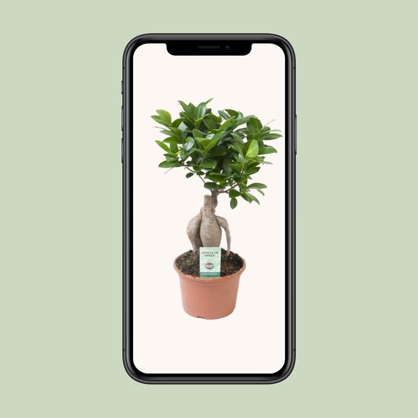 Ficus Ginseng - Ø15cm - ↨35cm