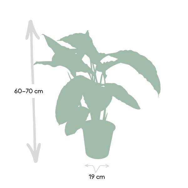 Calathea Warscewiczii - Pfauenpflanze - Ø19cm - ↕70cm