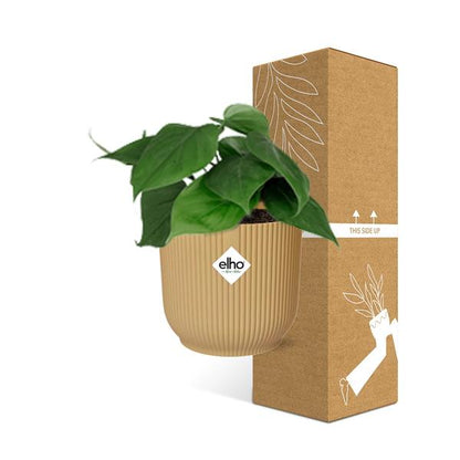 Philodendron Scandens in ELHO Vibes Fold – 14 cm – Gelb