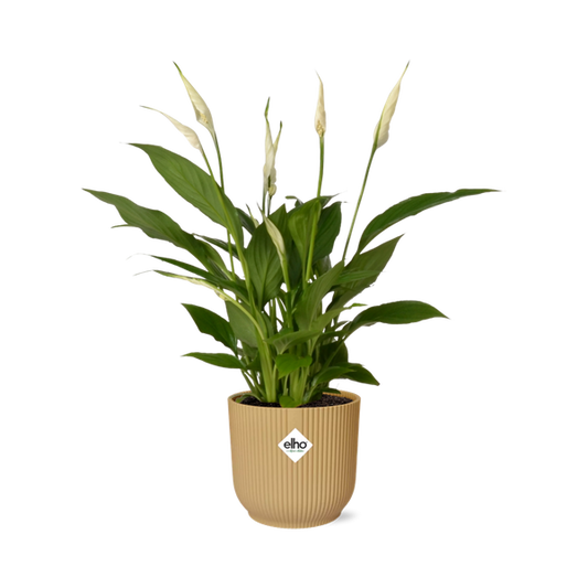 Spathiphyllum 12 cm 'Torelli' in ELHO Vibes Fold 14 cm Gelb