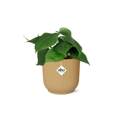 Philodendron Scandens in ELHO Vibes Fold – 14 cm – Gelb