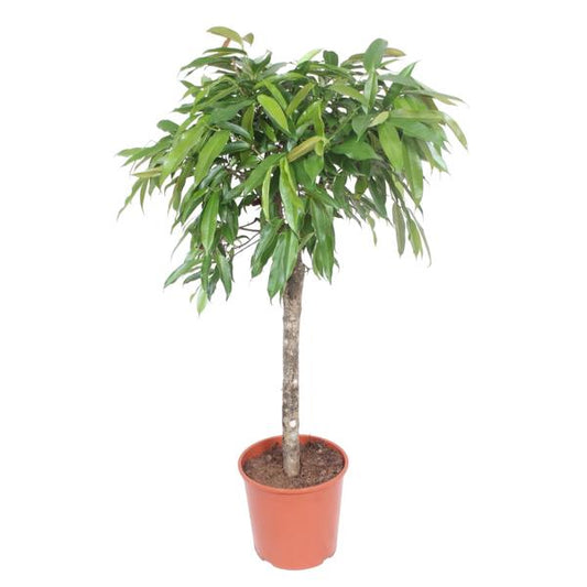 Ficus Amstel King - 140 cm - Ø30cm