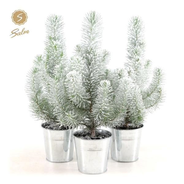 Pinus Pinea 'Silver Crest' + Pot Zinc + Snow - 3 Stücke - Ø12cm - ↨35cm