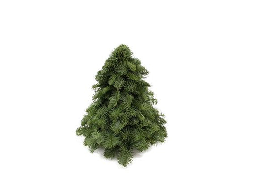 Nobilis-Weihnachtsbaum - ↨30cm