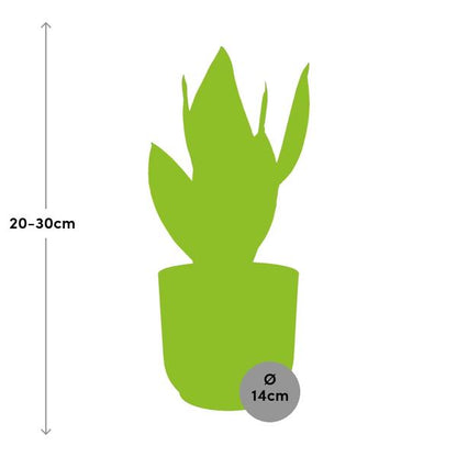 Sansevieria Futura Superba in ELHO Vibes Fold 14 cm Gelb