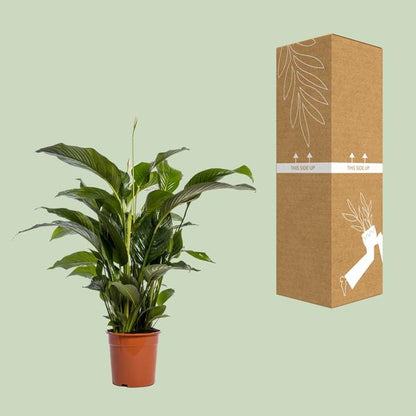 Spathiphyllum Bellini - Ø24cm - ↨100cm