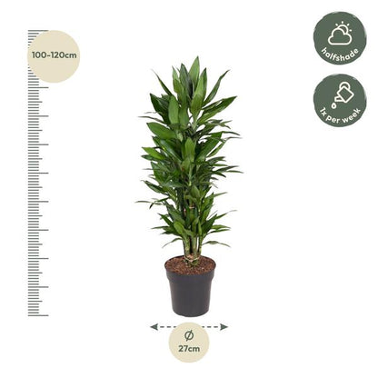 Dracaena Janet Lind vertakt - 110 cm - Ø27cm