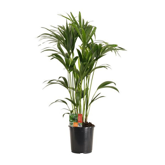 Howea Forsteriana - Ø24cm - ↨120cm