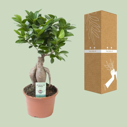 Ficus Ginseng - Ø15cm - ↨35cm