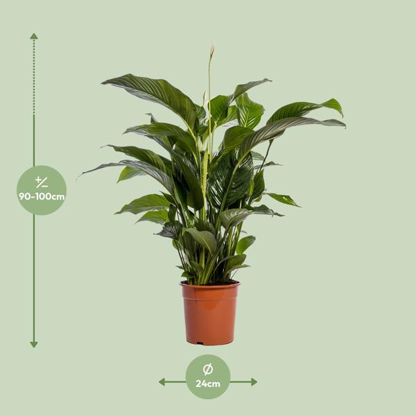 Spathiphyllum Bellini - Ø24cm - ↨100cm