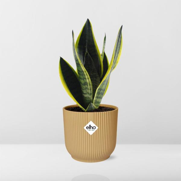 Sansevieria Futura Superba in ELHO Vibes Fold 14 cm Gelb