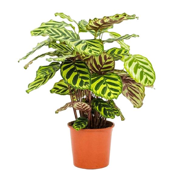 Calathea Makoyana - Ø14cm - ↨45cm