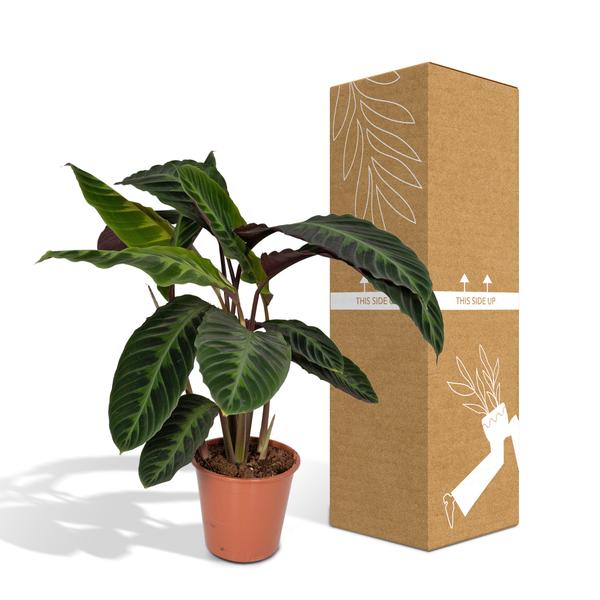 Calathea Warscewiczii - Pfauenpflanze - Ø19cm - ↕70cm