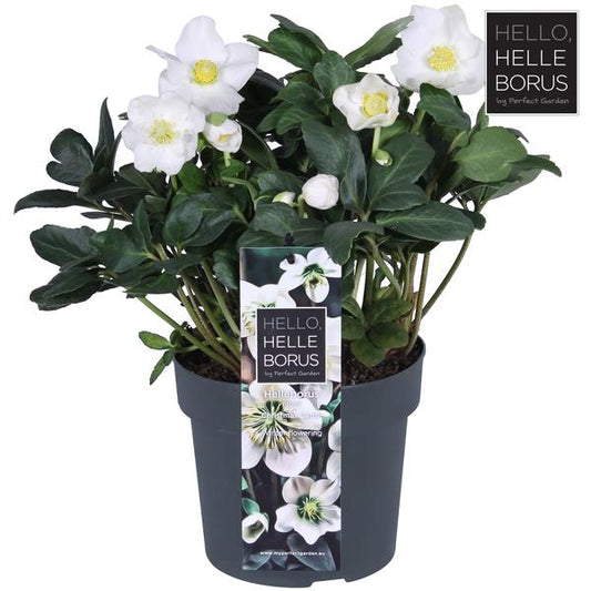 Helleborus Niger 'Christmas Carol Early' XL - Ø17cm - ↨30cm