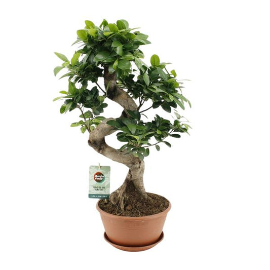 Ficus Ginseng - Ø22cm - ↨60cm