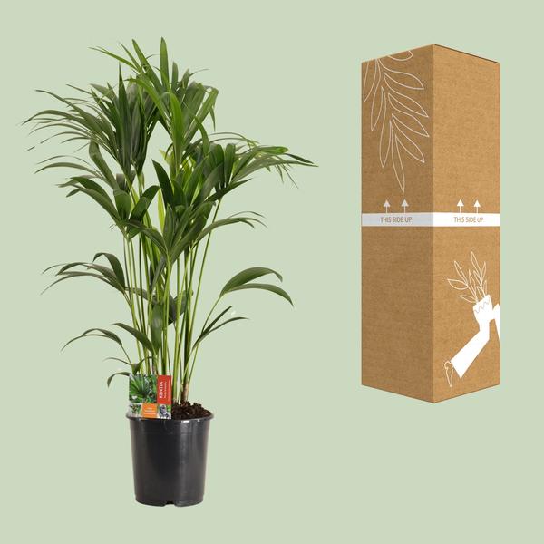 Howea Forsteriana - Ø24cm - ↨120cm