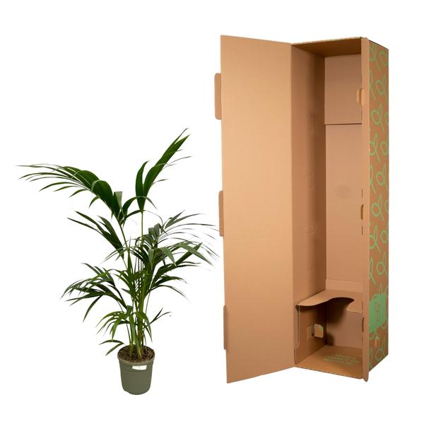 Kentia Palm - 130 cm - Ø21cm