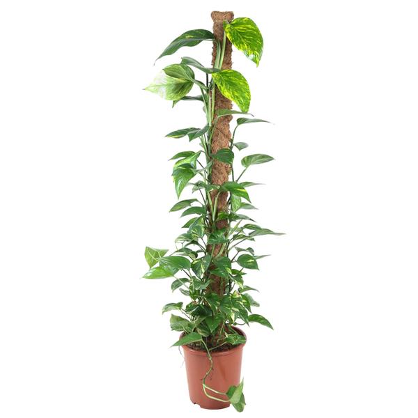 Epipremnum Pinnatum Mosstok – 150 cm – Ø27 cm