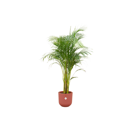 Kombinationsangebot - Areca-Palme inklusive elho Jazz Round Topf rot Ø26 - ↨140 cm