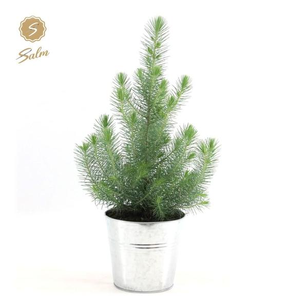 Pinus Pinea 'Silver Crest' im Zinc-Topf – Ø17cm – ↨45cm