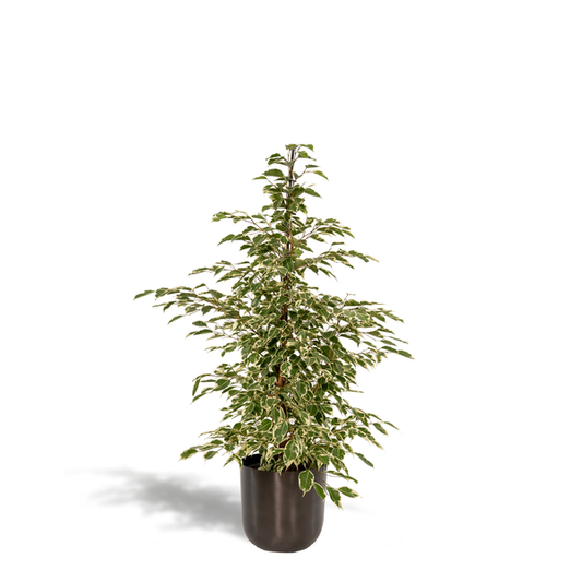 Ficus Benjamina Twilight - Ø21cm - ↨95cm + Topf Mayk Lead