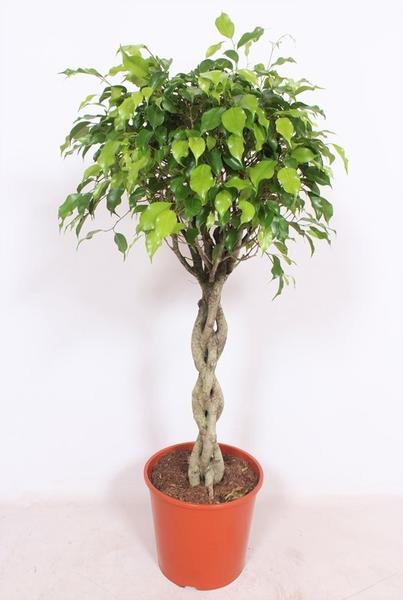 Ficus Exotica - Ø30cm - ↨120cm