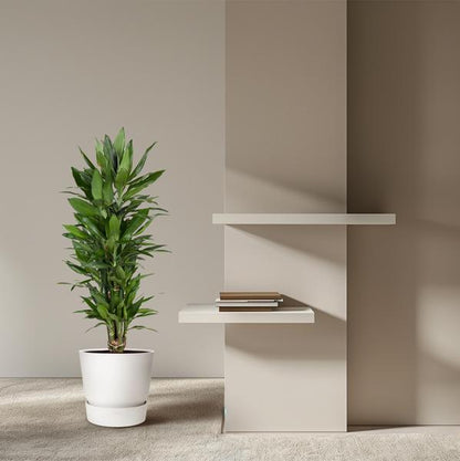 Dracaena Janet Lind vertakt - 110 cm - Ø27cm