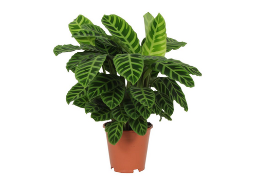 Calathea Zebrina - ↨80cm - Ø19cm