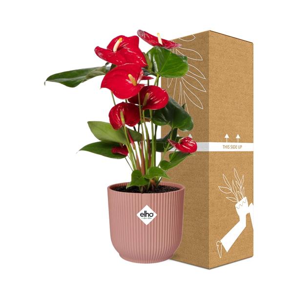 Anthurium Red 12 cm in ELHO Vibes Fold 14 cm Rosa