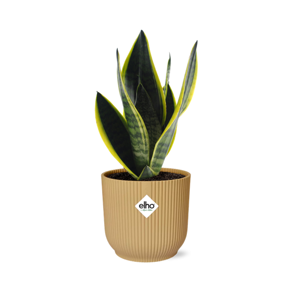 Sansevieria Futura Superba in ELHO Vibes Fold 14 cm Gelb