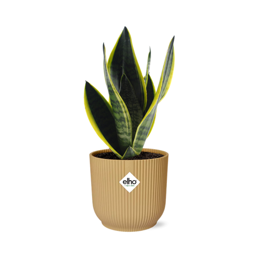 Sansevieria Futura Superba in ELHO Vibes Fold 14 cm Gelb