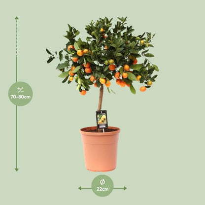 Citrus Calamondin - Ø22cm - ↨80cm