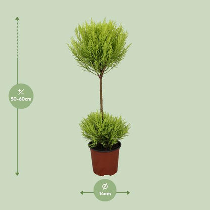 Cupressus Goldcrest Wilma - Ø14cm - ↨60cm