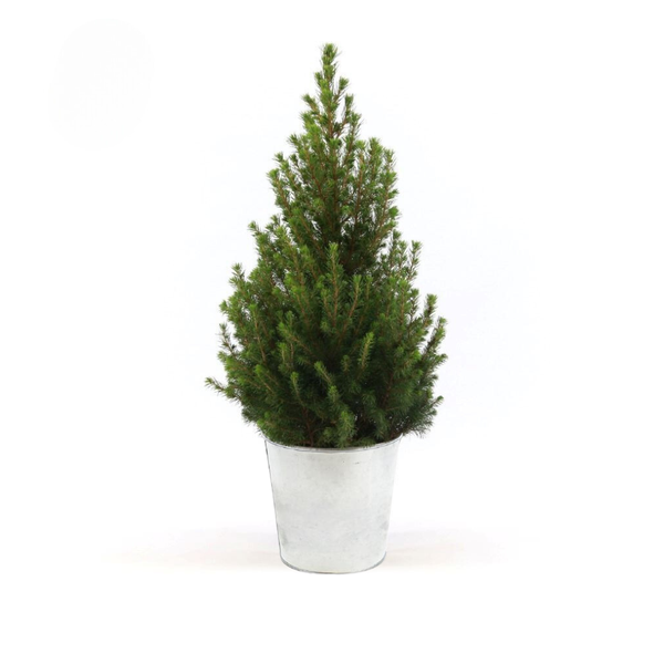 Picea Gl. 'Dezember' + Pot Zinc - Ø21cm - ↨70cm