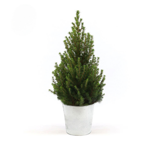 Picea Gl. 'Dezember' + Pot Zinc - Ø21cm - ↨70cm