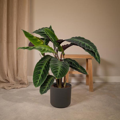 Calathea Warscewiczii - Pfauenpflanze - Ø19cm - ↕70cm