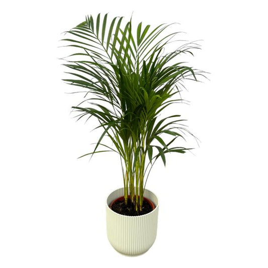 Areca-Palme – 85 cm – Ø 19 cm inkl. elho Vibes Fold Round weiß D22xH20