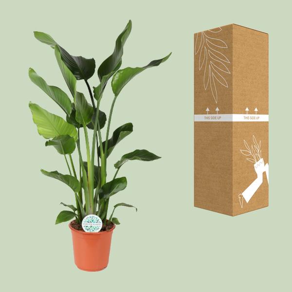 Strelitzia Nicolai - Ø24cm - ↨110cm