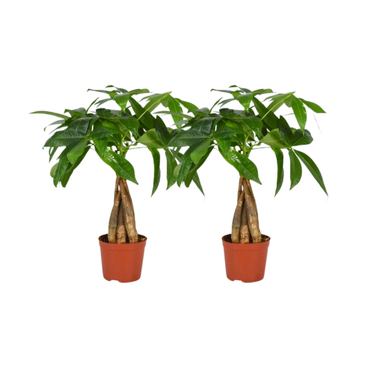 Pachira Aquatica Geflochtener Stamm - 2 Stücke - Ø12cm - ↨35cm