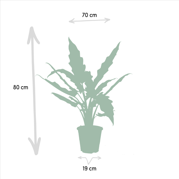 Alocasia Zebrina - Ø19cm - ↨75cm + Alocasia Cucullata - Ø19cm - ↕60cm + Alocasia Lauterbachiana - Ø19cm - ↕75cm