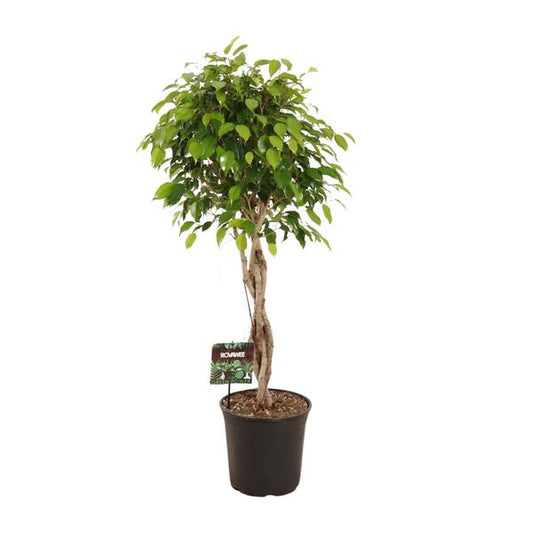 Ficus Benjamina Exotica - Ø27cm - ↨120cm