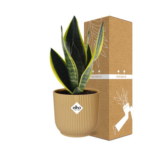 Sansevieria Futura Superba in ELHO Vibes Fold 14 cm Gelb